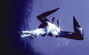 Albatross drowned by long line fishing.
