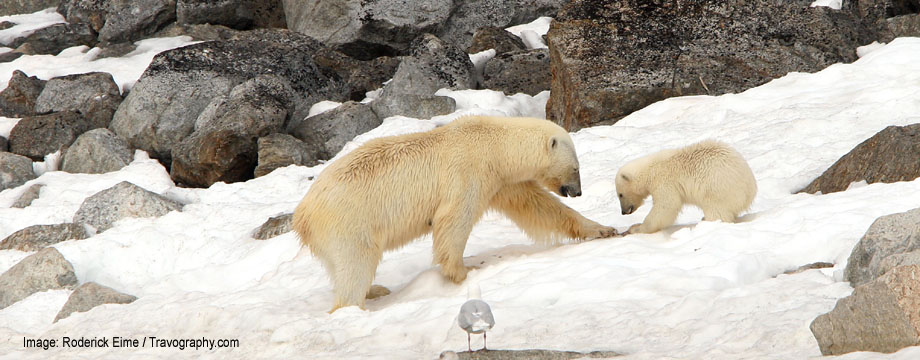 Polar Bears Spitsbergen